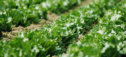 Hoffmanns Hofgemüse Eisbergsalat