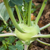 Hoffmanns Hofgemüse Kohlrabi