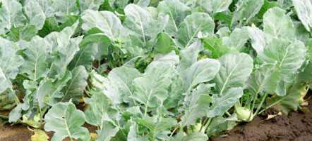 Hoffmanns Hofgemüse Kohlrabi