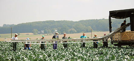 Hoffmanns Hofgemüse Kohlrabi